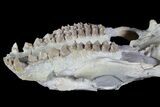 Oreodont (Merycoidodon) Partial Skull - Wyoming #77930-5